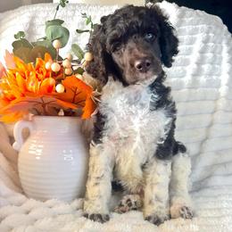 Ivy - Brown female Poodle puppy in Calimesa, California from Teakwood Poodles of SoCal