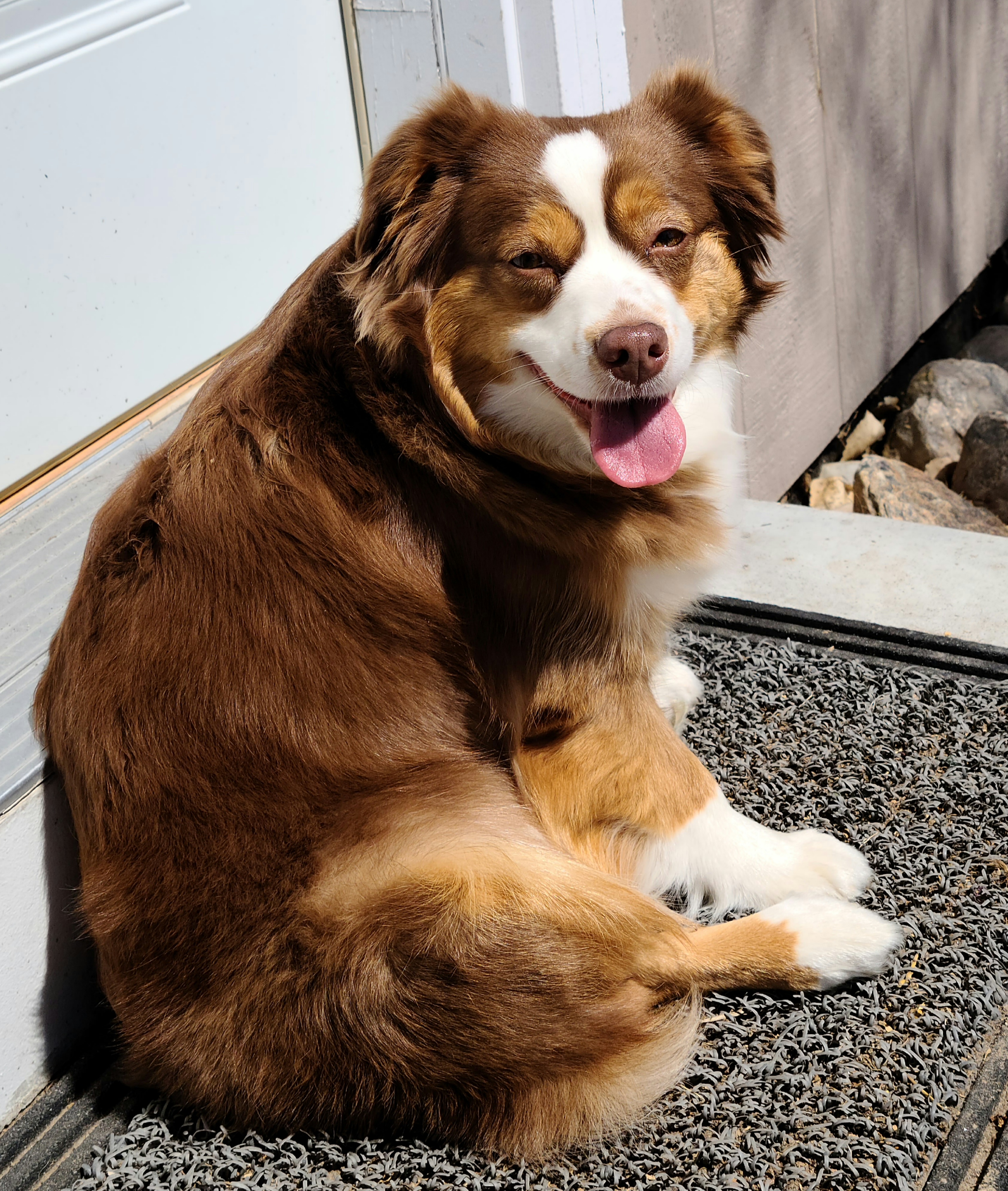 Dixie  - Miniature Australian Shepherd