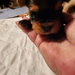 Yorkshire Terrier Puppies from Dana's Yorkies