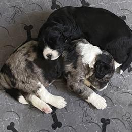 Bernedoodle, Cockapoo, and Goldendoodle Puppies from Avery Doodle Day LLC