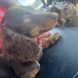 Dachshund and French Bulldog Puppies from Trust Fund Devil Kennel