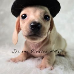 AKC Chad English Cream - Cream male Dachshund puppy in Kansas City, Missouri from Divine Doxies LLC