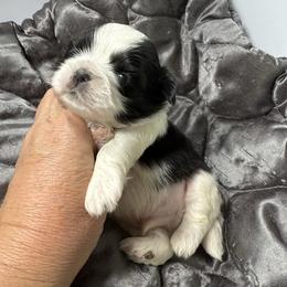 Caleb - Black and white male Shih Tzu puppy in Morrisville, Missouri from Sweetbriar Shih Tzu
