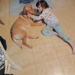 PEACH - Labrador Retriever