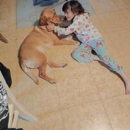 PEACH - Labrador Retriever