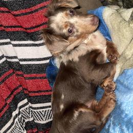 Dachshund puppies from Stockton’s Little Doxies