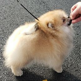 Miniature American Shepherds and Pomeranians from Poetry Poms