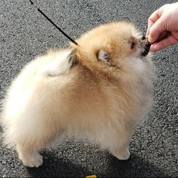 Miniature American Shepherds and Pomeranians from Poetry Poms