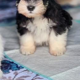 Tiny girl - Parti female Miniature Schnauzer puppy in Trinity, Alabama from C&E'S Schnauzers
