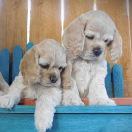 Cocker Spaniel Puppies from Doc's Cockers