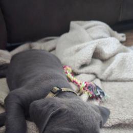 Yellow Collar male - Gray male Cane Corso puppy in Granbury, Texas from La Muerte Corso Kennel