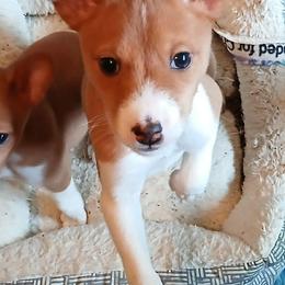 Bobafett - Red and white male Basenji puppy in Portland, Oregon from Khani's Basenjis and Italian Greyhounds