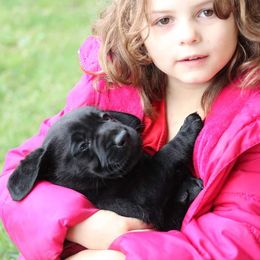 Labrador Retriever Puppies from Britt Labradors