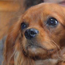 Scottie - Cavalier King Charles Spaniel