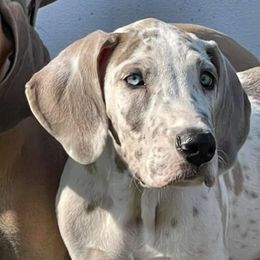 Great Dane Puppies from Reagan’s Danes