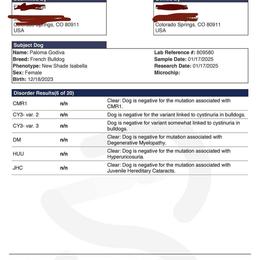 French Bulldog Puppies from Heaven Lee French Bulldogs