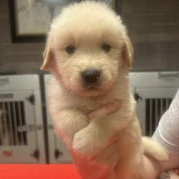 Red Boy - Golden male Golden Retriever puppy in Sarasota, Florida from Chevaline Goldens