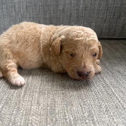 Liberty - Cream female Goldendoodle puppy in Spring Hill, Florida from OHDoodles FL