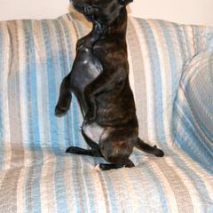 Staffordshire Bull Terrier Puppies from Rukkus Staffords