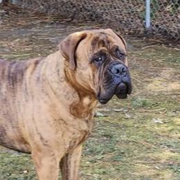 Chumbley - Bullmastiff