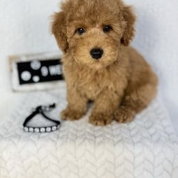 Black (Independence Day Sale) - Apricot male Poodle puppy in Florida from Adorable Toy-Miniature Poodles