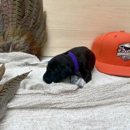 Purple - Black female German Shorthaired Pointer puppy in Roodhouse, Illinois from Hurricane Creek Gun Dogs
