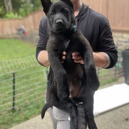 German Shepherd Puppies from Von Lambor German Shepherds