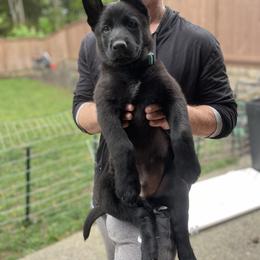 German Shepherd Puppies from Von Lambor German Shepherds