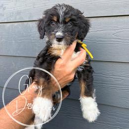 Yellow - Tri-color female Bernedoodle puppy in Rockwall, Texas from Glory Doodles