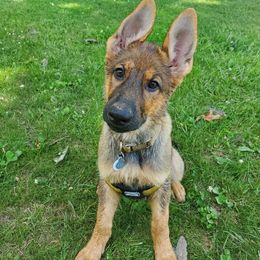 German Shepherd Puppies from Wurdevoll Kennels