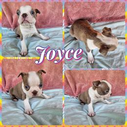 JOYCE - Lilac female Boston Terrier puppy in Anderson, South Carolina from Lola’s House of Bostons & Rescue