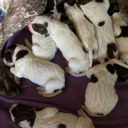 German Shorthaired Pointer Puppies from New England Premier GSPs