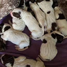 German Shorthaired Pointer Puppies from New England Premier GSPs