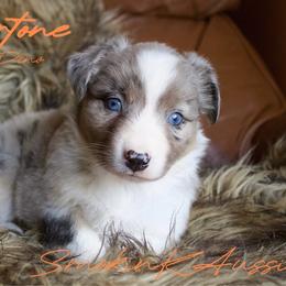 Coppertone - Blue merle female Australian Shepherd puppy in Grapeland, Texas from Smokin K Aussies