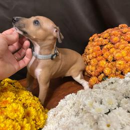 Bruno - Sable male Italian Greyhound puppy in Lancaster, Missouri from White Stone Ranch