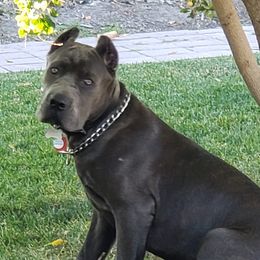 Cane Corso from Veni.Vidi.Vici. Cani Corsi
