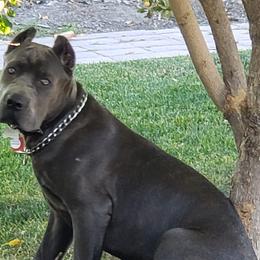 Cane Corso from Veni.Vidi.Vici. Cani Corsi