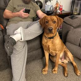 Dilute Retriever and Labrador Retriever All Grown Up from Nebraska Strong Labradors