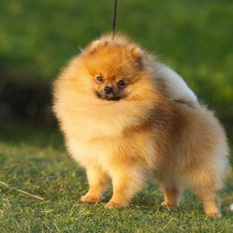 Pomeranians from Castile Pomeranians