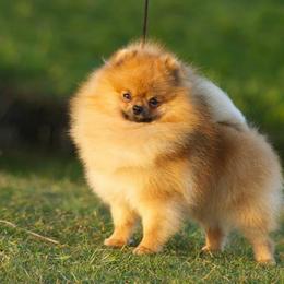 Pomeranians from Castile Pomeranians