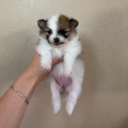 Darla - Orange parti female Pomeranian puppy in Phoenix, Arizona from Luxpomz