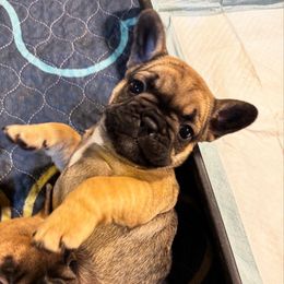 Charlie - Fawn female French Bulldog puppy in Neenah, Wisconsin from Mimosa Acres French Bulldogs LLC