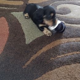 Dachshund Puppies from Katrina's Dachshunds