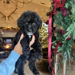 Franklin - Black male Bernedoodle puppy in Yuba City, California from Ranch House Doodles