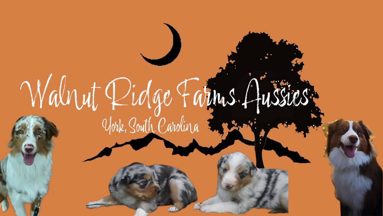 Walnut Ridge Farm Walnut Ridge Farms Aussies in South Carolina | Australian Shepherd ...