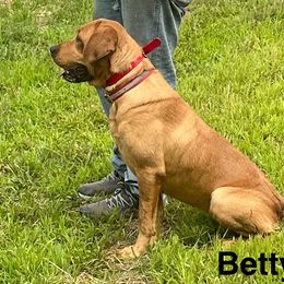 Betty - Labrador Retriever
