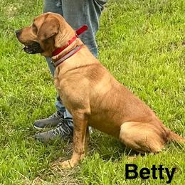 Betty - Labrador Retriever