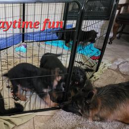 German Shepherd Puppies from Vom Feuer Shepherds