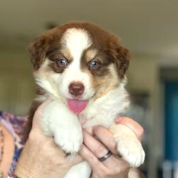 Brook - Red tri-color female Australian Shepherd puppy in Williston, Florida from Over The Rainbow Aussies
