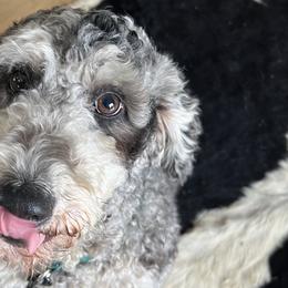 Rachael - Poodle
